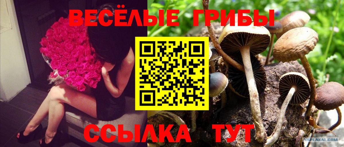 Псилоцибиновые грибы Psilocybe Кирово-Чепецк
